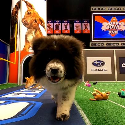 PUPPY BOWL XVII's Most Valuable Napper: Chunky Monkey
